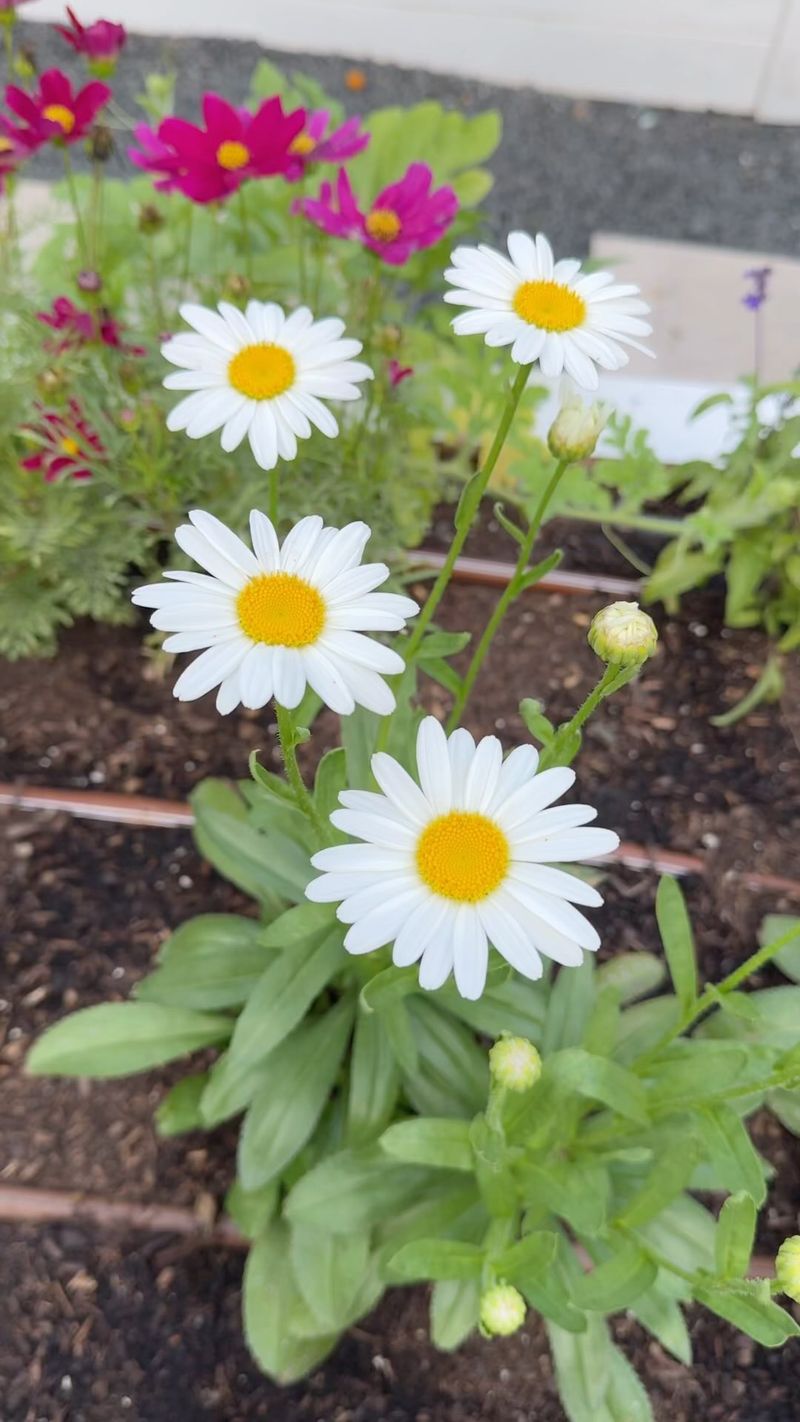 Daisies