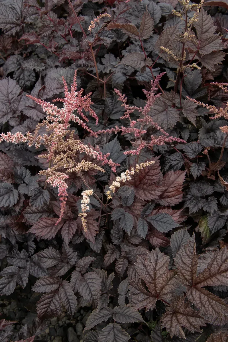 Astilbe 'Chocolate Shogun'