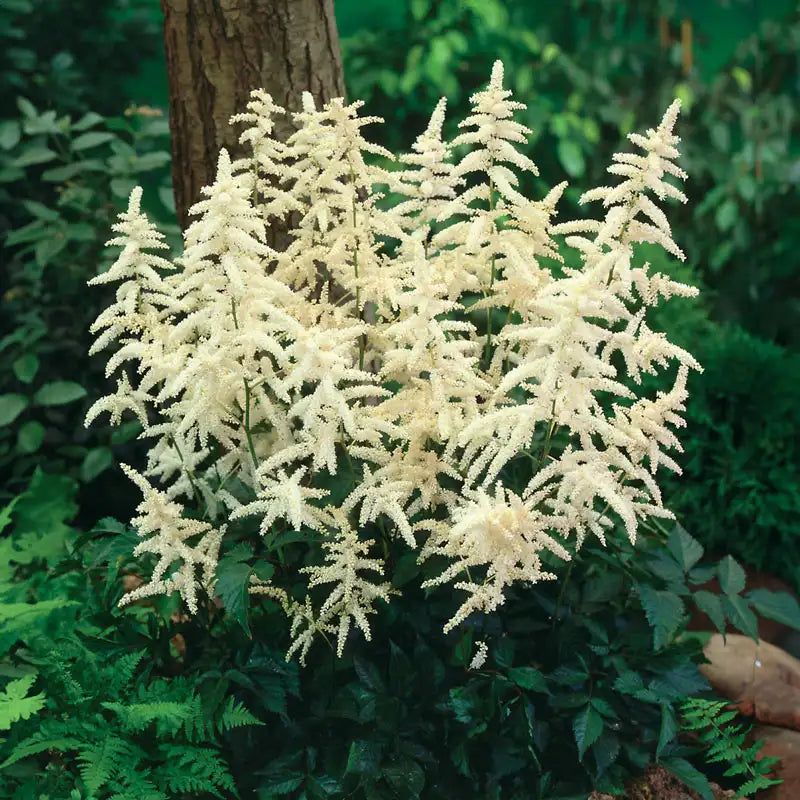 Astilbe 'Deutschland'