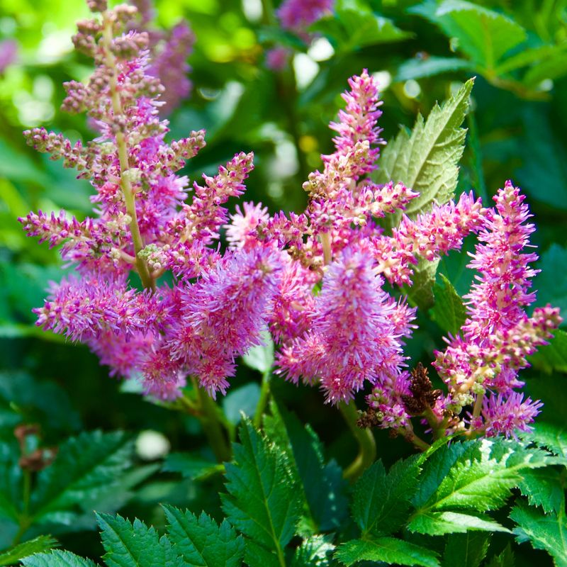 Astilbe 'Visions'