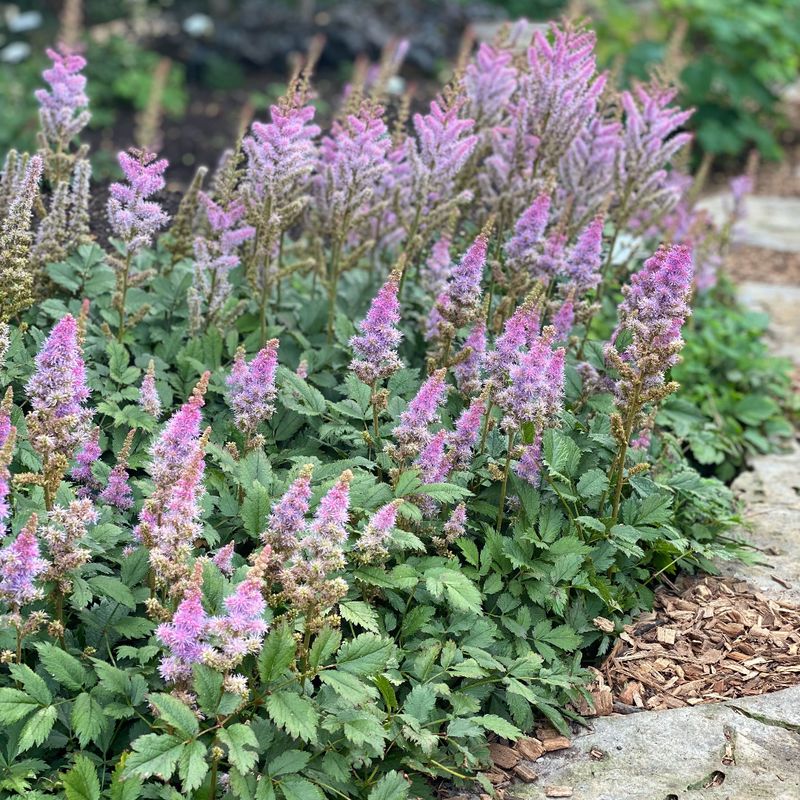 Astilbe 'Pumila'