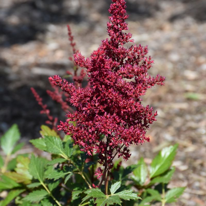 Astilbe 'Red Sentinel'