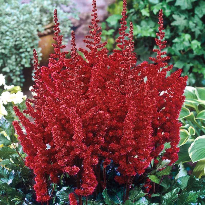 Astilbe 'Mighty Pip'