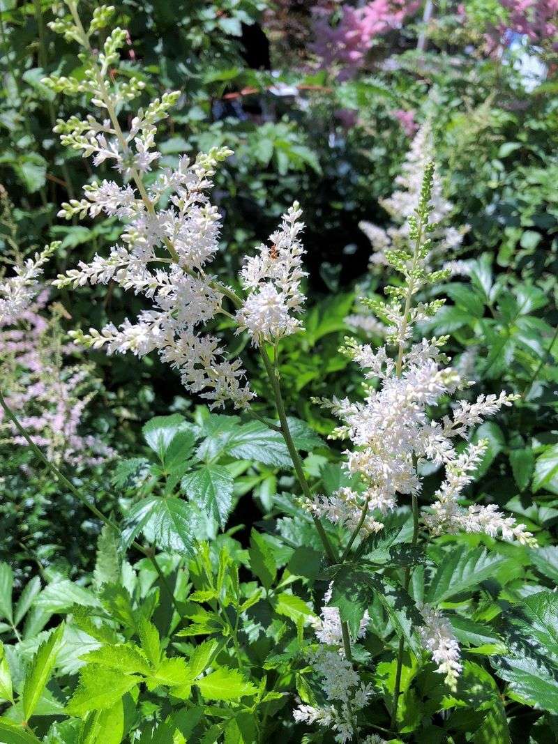 Astilbe 'Snowdrift'