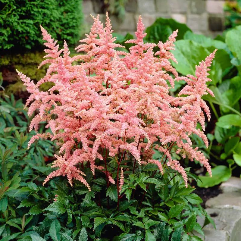 Astilbe 'Bressingham Beauty'