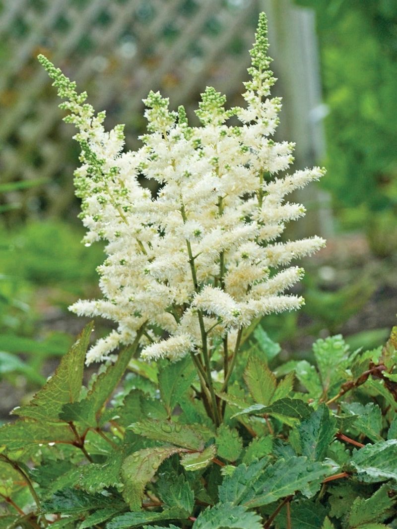 Astilbe 'Younique White'