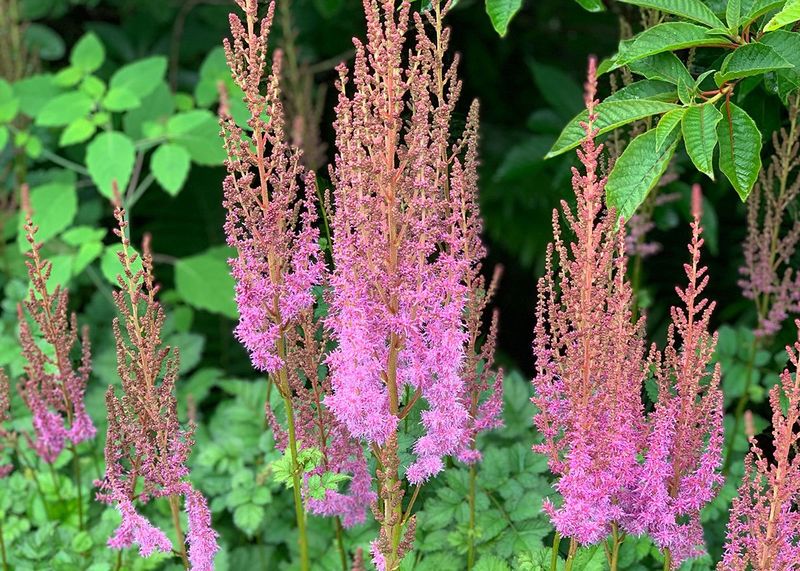 Astilbe 'Superba'
