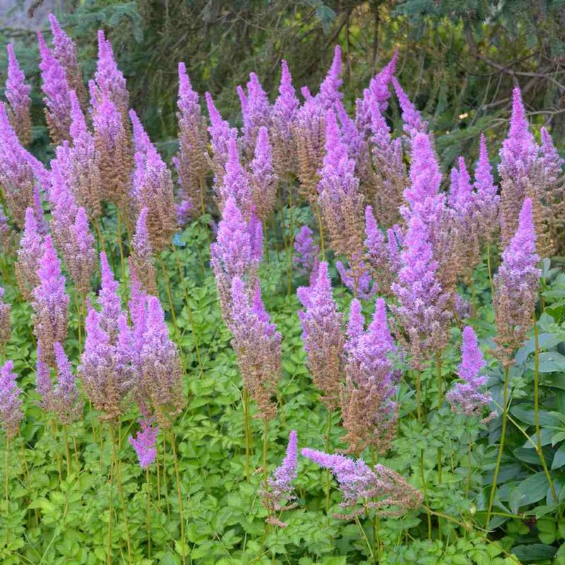 Astilbe 'Purpurkerze'