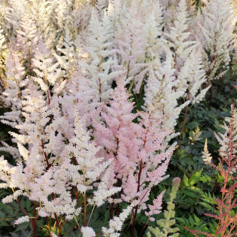 Astilbe 'Bumalda'