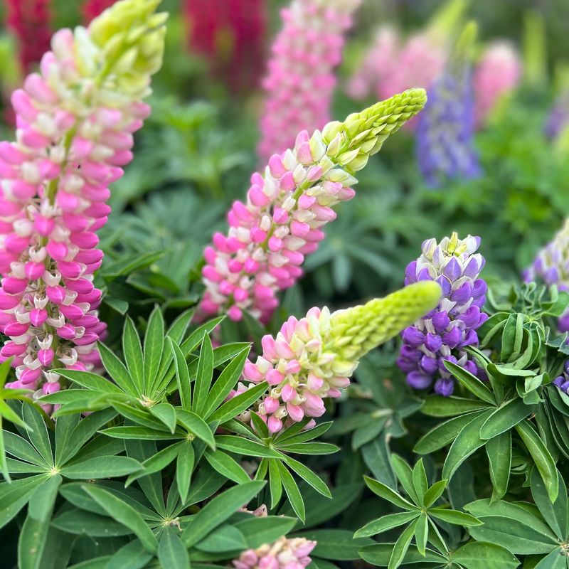Lupine