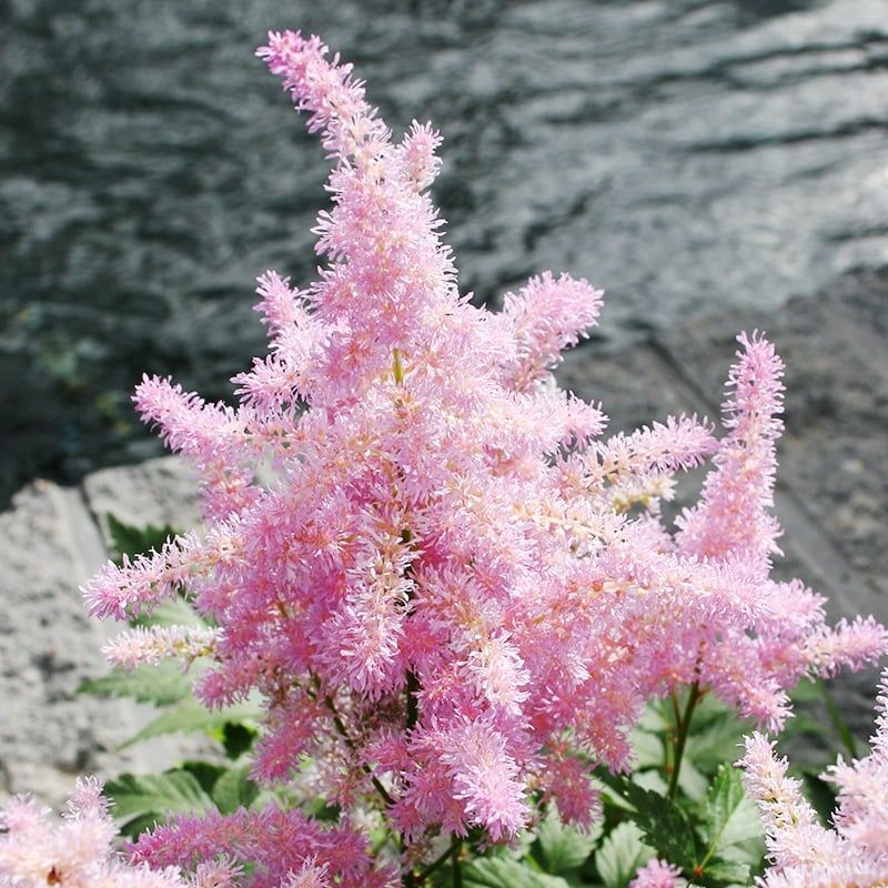 Astilbe 'Sprite'