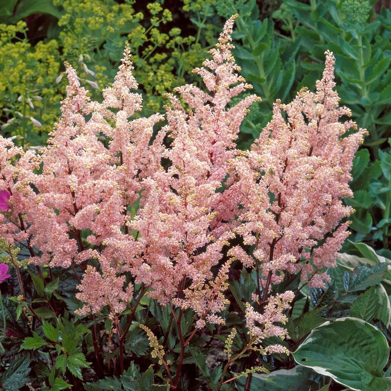 Astilbe 'Peach Blossom'