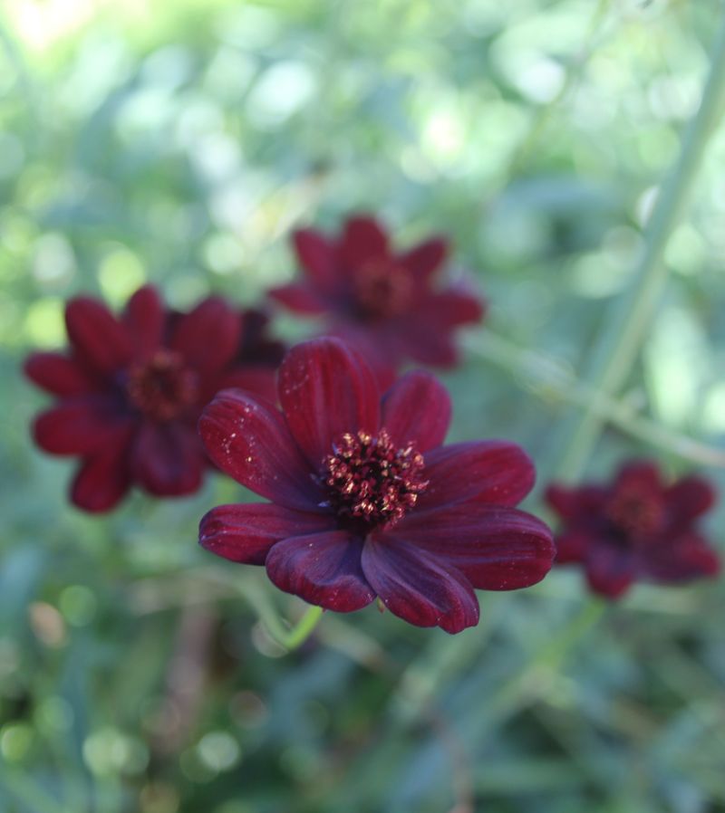 Blooms From Mid-Summer Into Fall