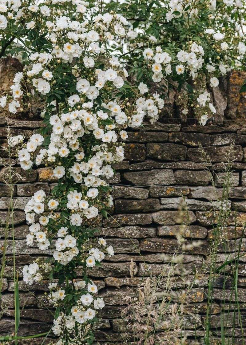 Long Blooming Season