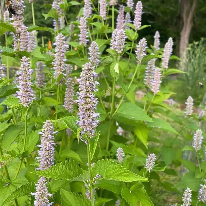 Anise Hyssop (Agastache foeniculum)