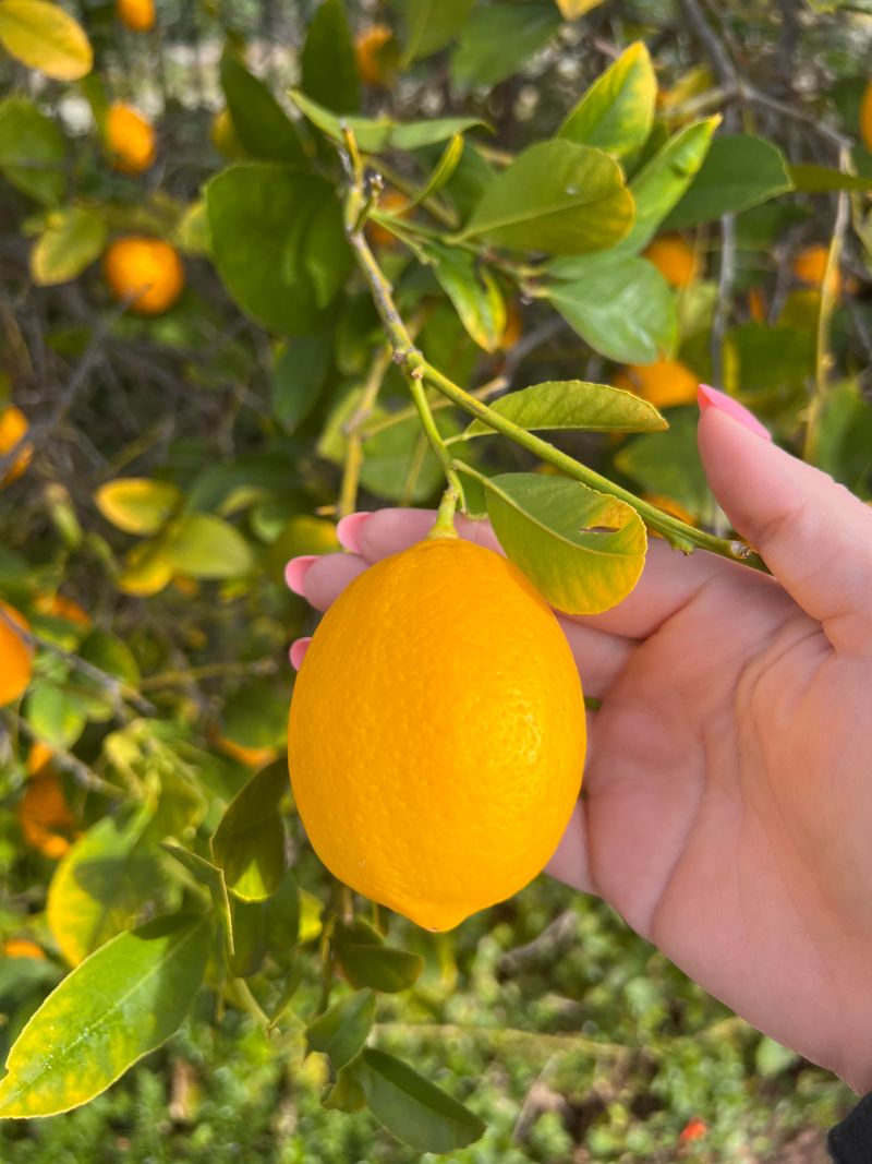 Lemon