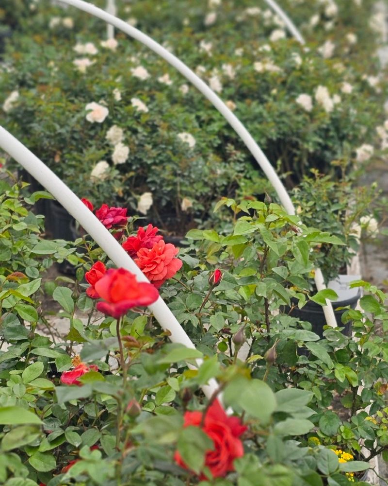 Proper Watering Techniques