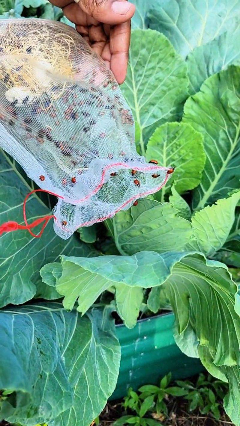 Monitor for Pests