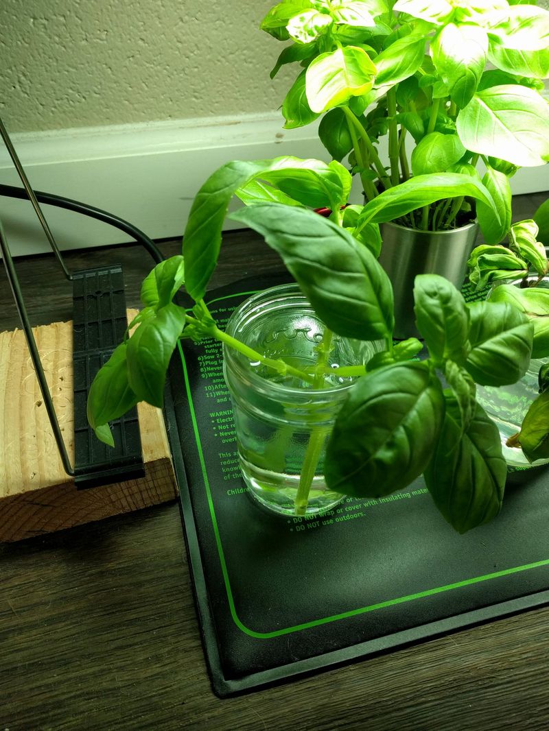 Use Rooting Hormone