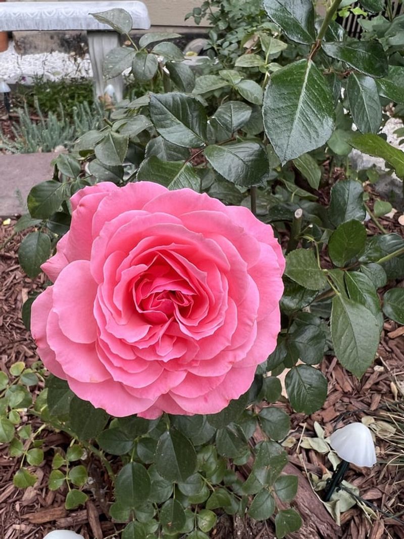 Rotate Blooming Seasons