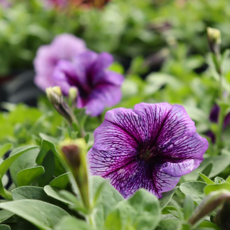 Petunias Are Pretty, But Not a Ladybug Magnet