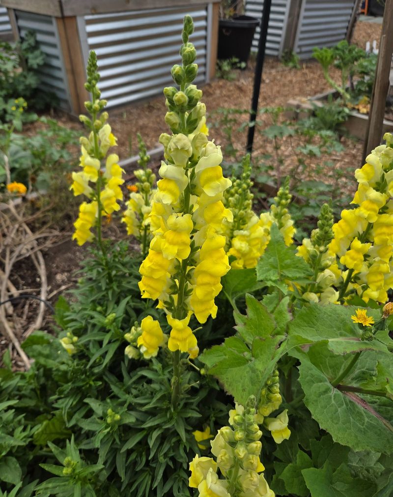 Snapdragon