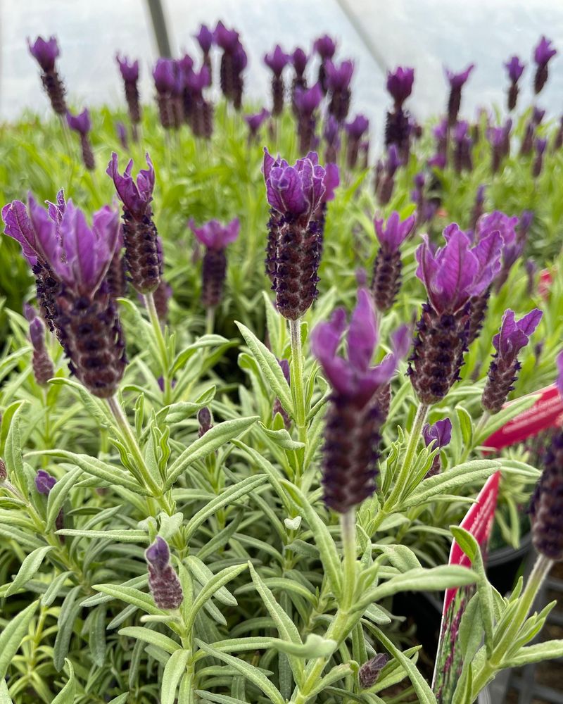 Lavender