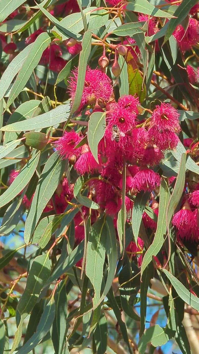 Eucalyptus (Some Species) – Low Nectar Production Depending On The Variety