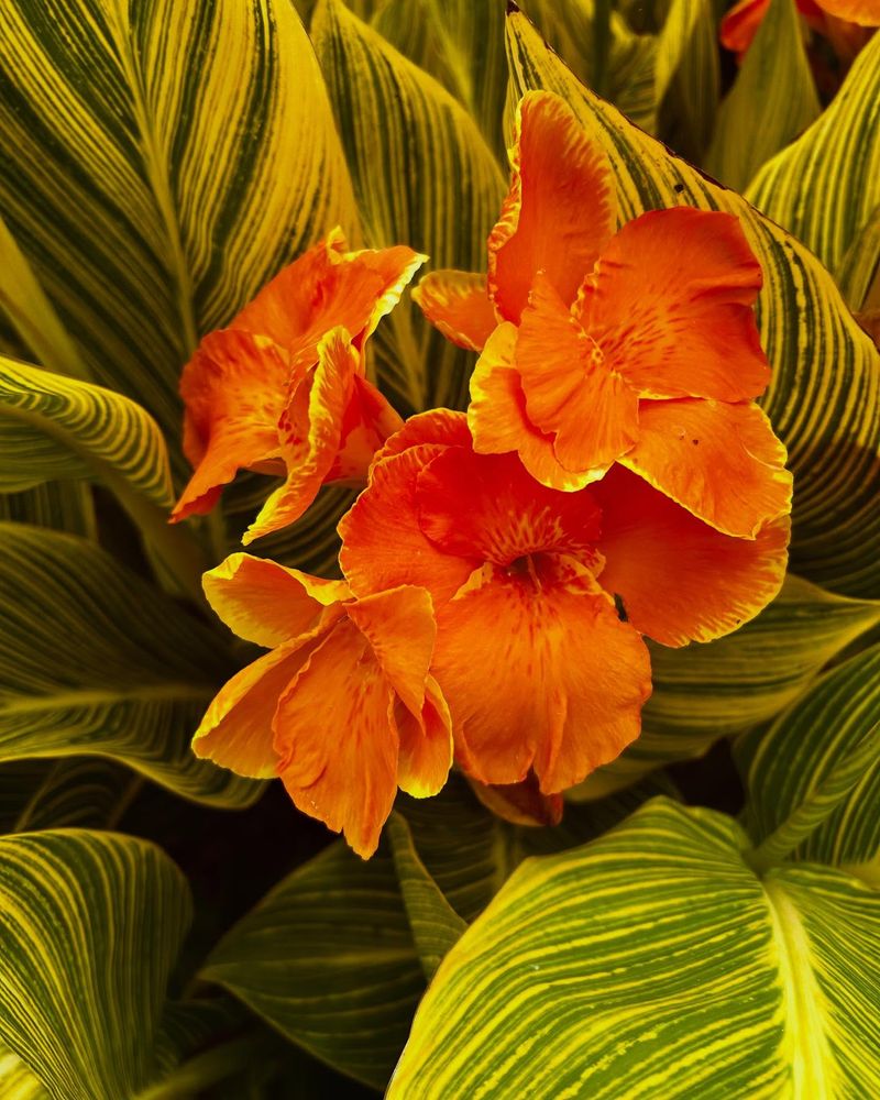 Canna Lily ‘Tropicanna’