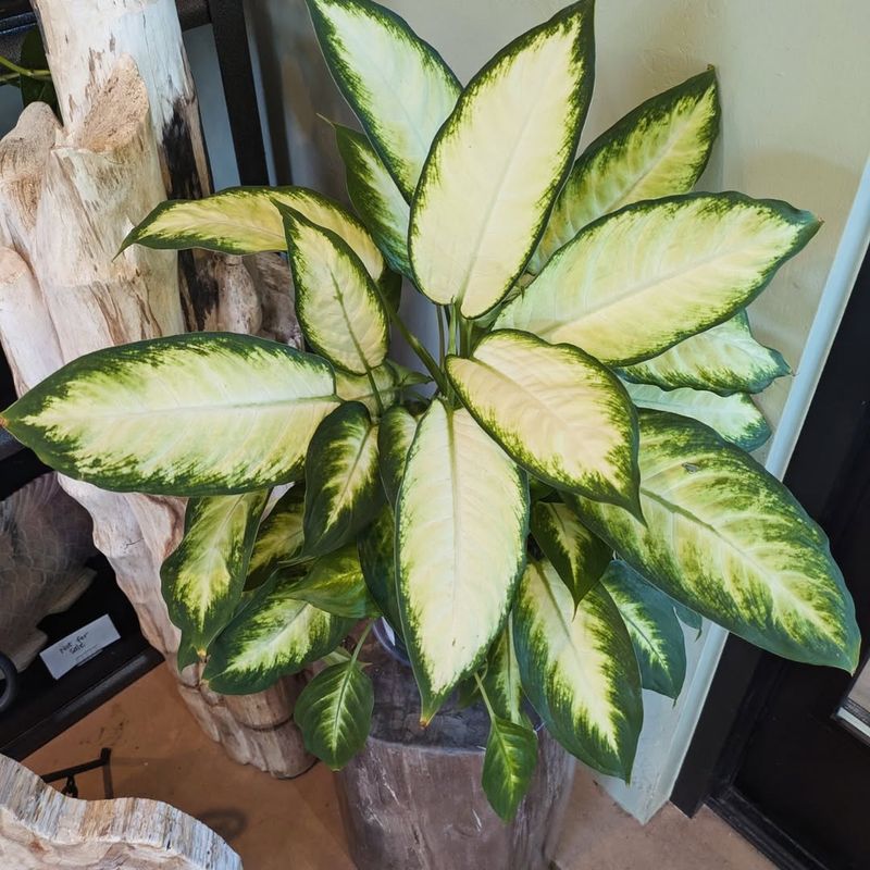 Dumb Cane