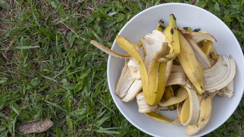 Banana Peel Rose Fertilizer