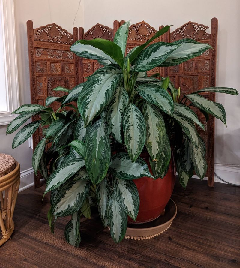 Aglaonema