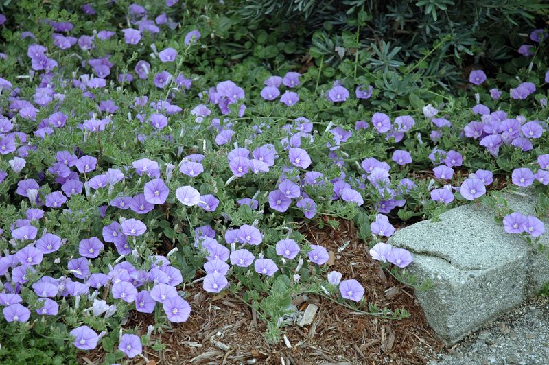 Ground Morning Glory