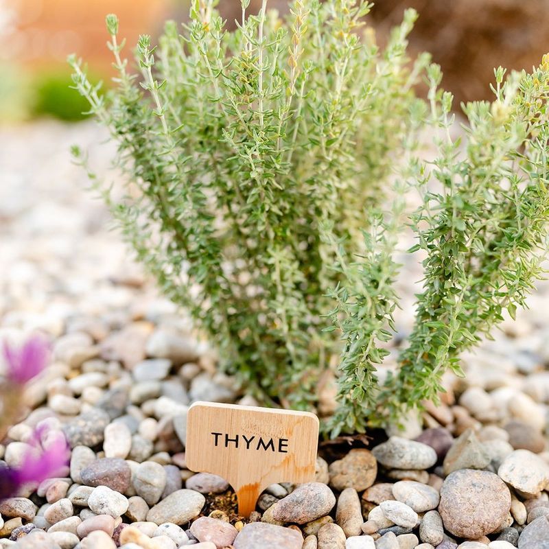 Thyme