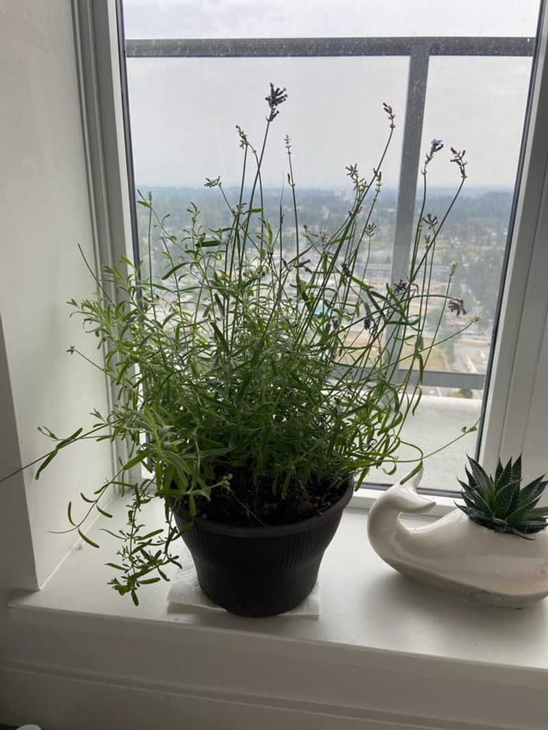 Lavender