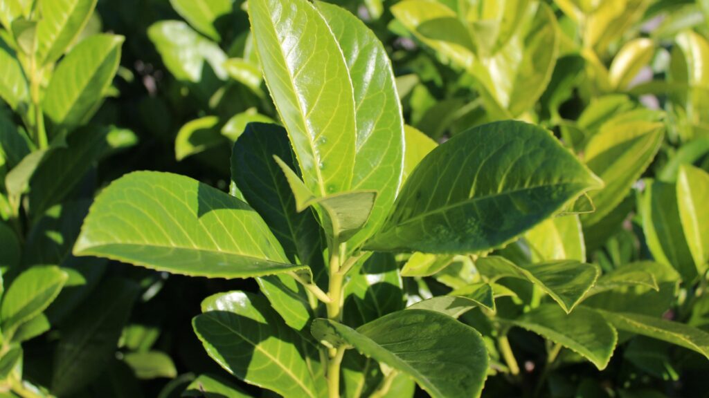 bay laurel