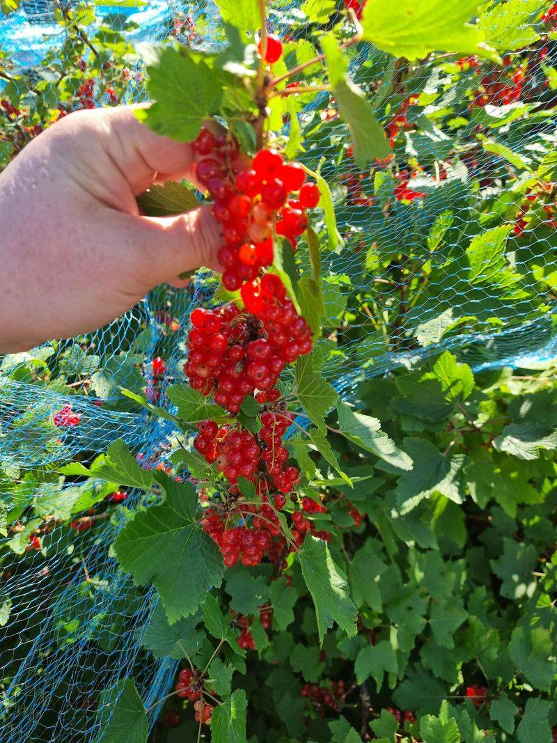 Currant Bush