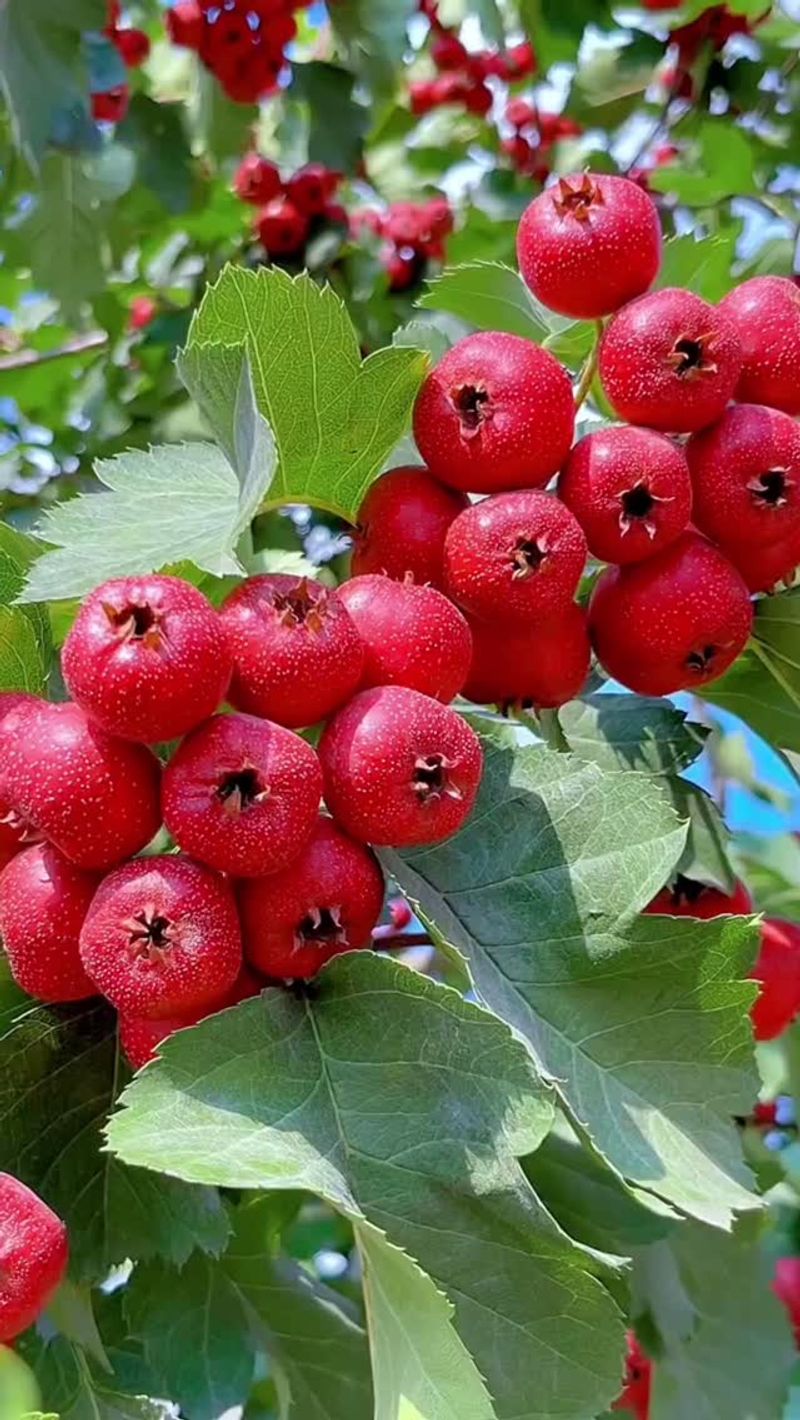 Hawthorn