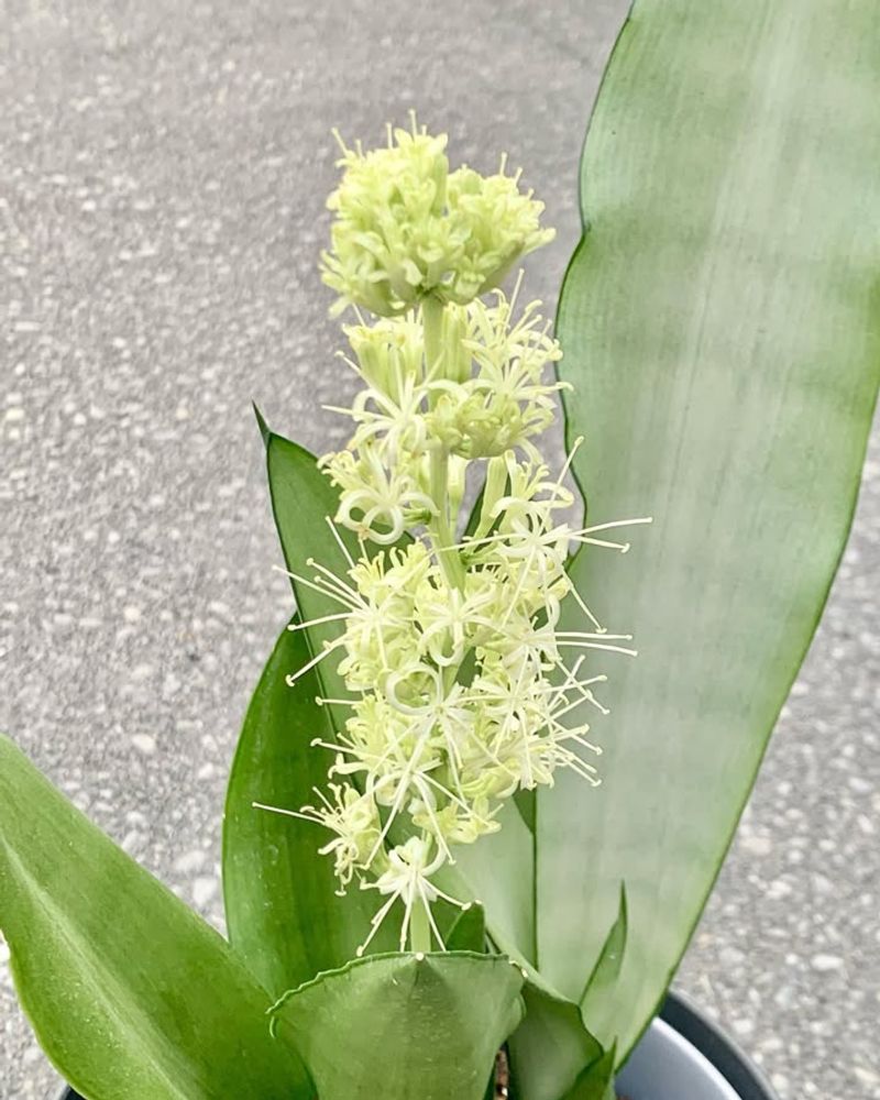 Celebrate the Blooms