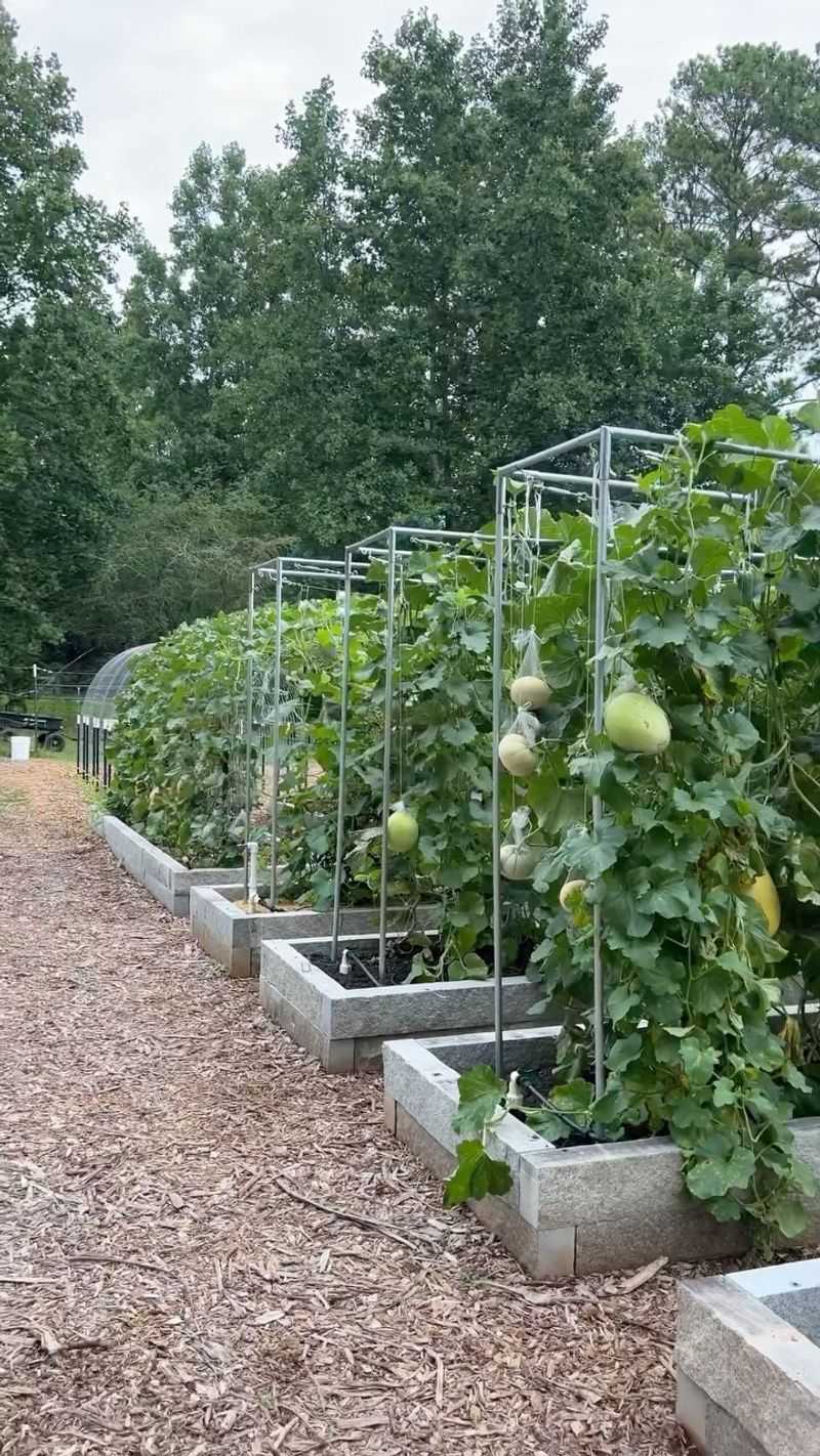 Melons Can’t Handle Frost—Keep Them Safe From the Chill!