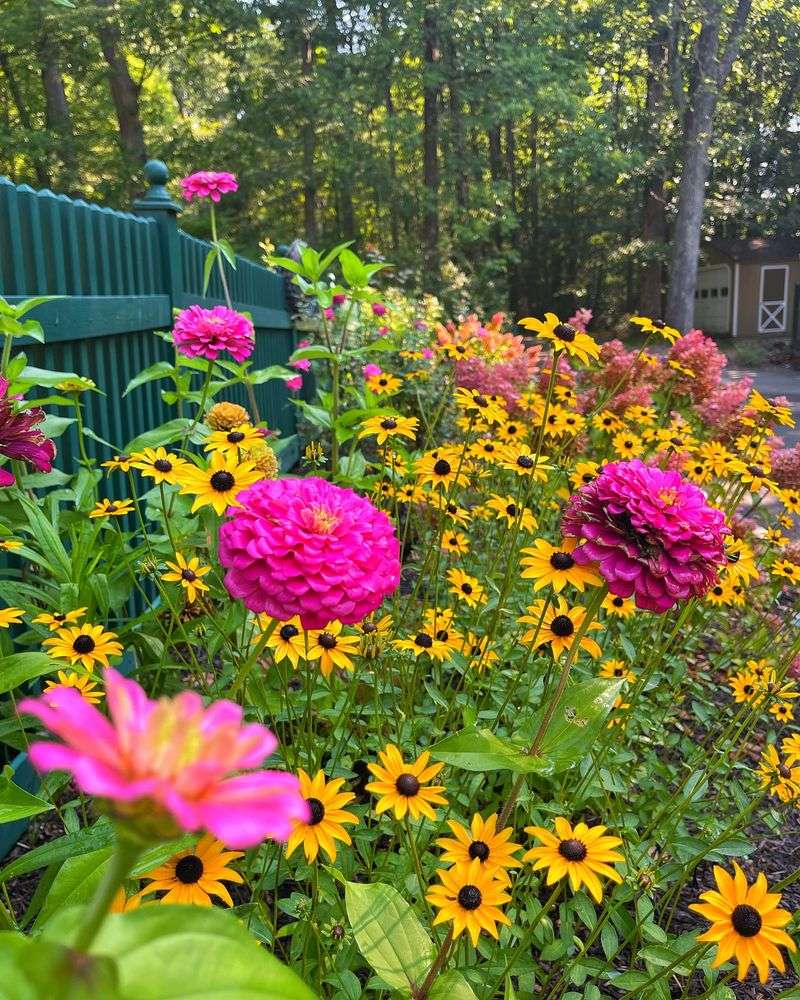 Black-eyed Susans
