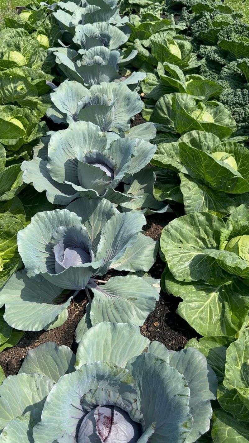 Cabbage