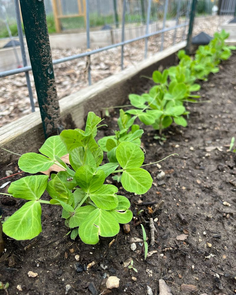Peas