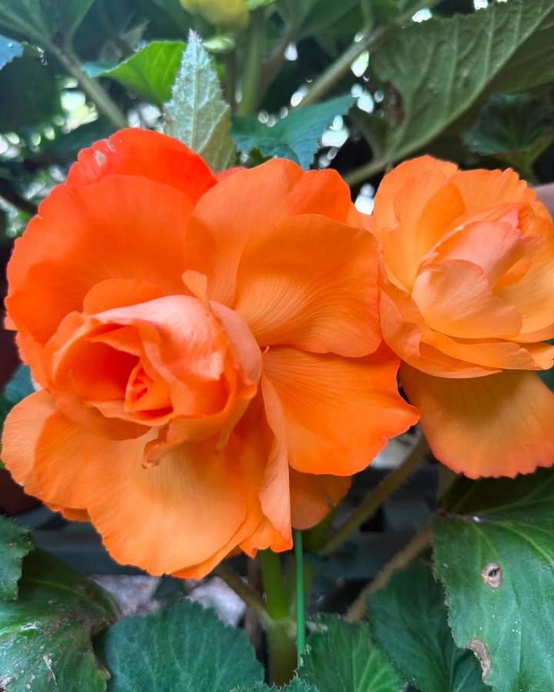 Begonia ‘Apricot Sunrise’