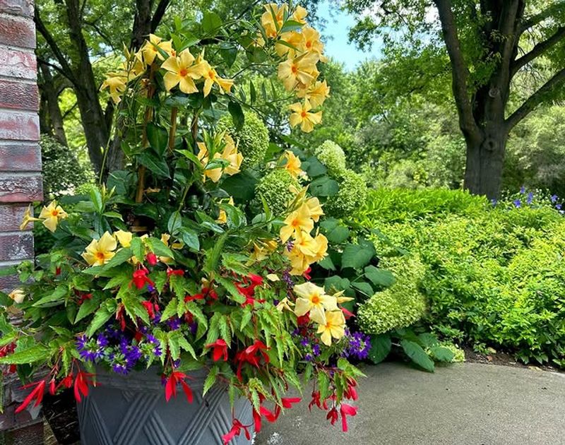 Begonia ‘Santa Cruz Sunset’