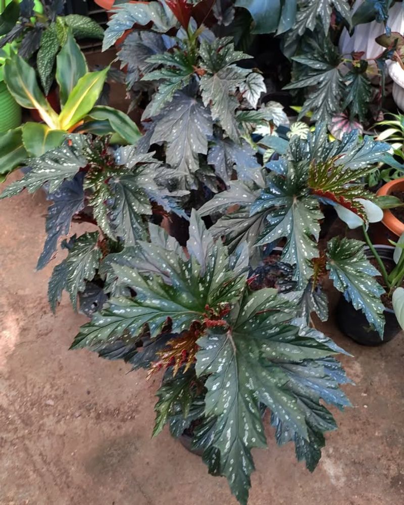 Begonia ‘Sophie’