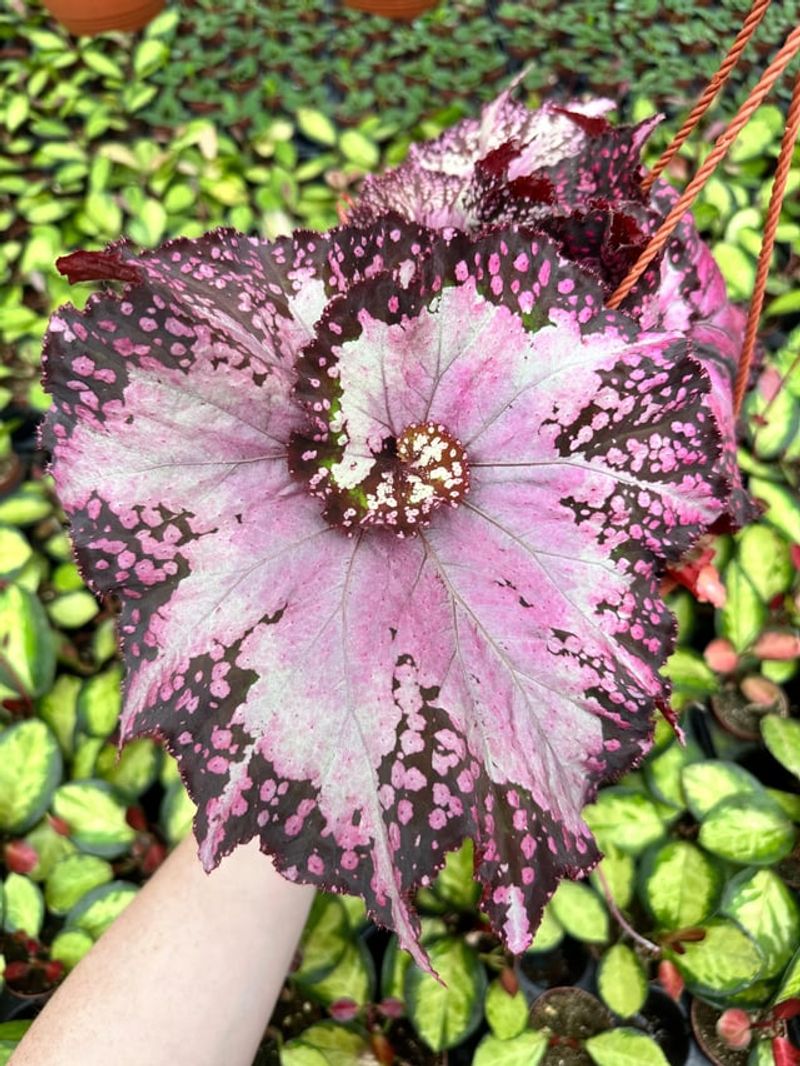 Begonia ‘Mardi Gras’