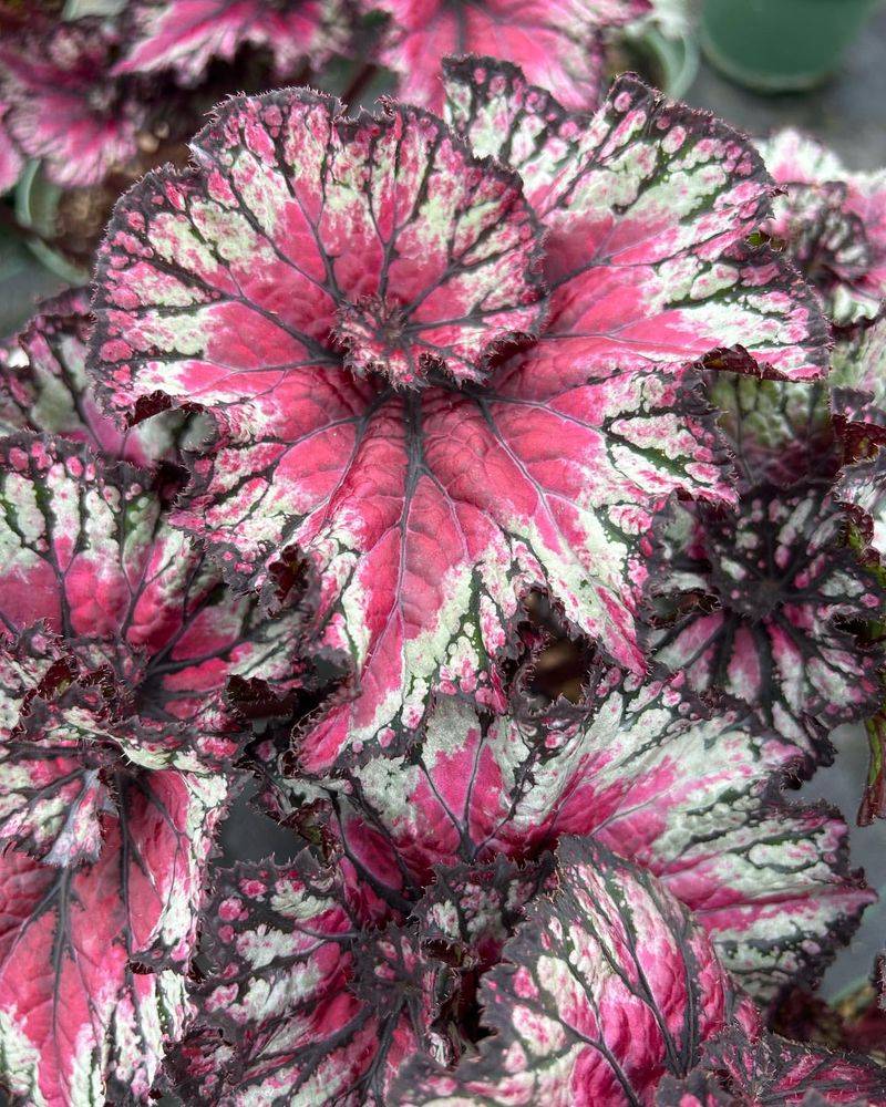 Begonia ‘Funky Pink’