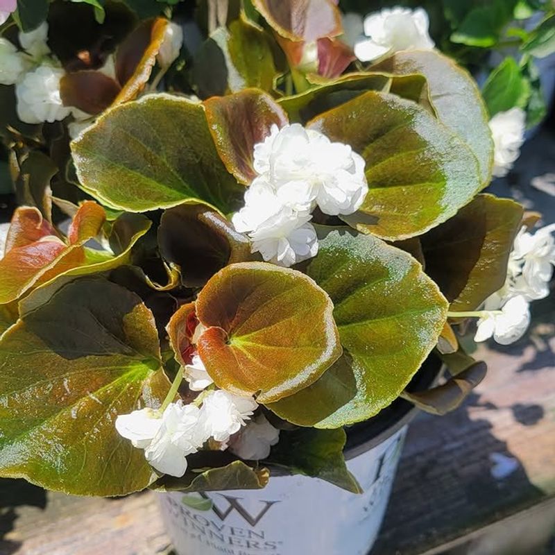 Begonia ‘Double Bronze’