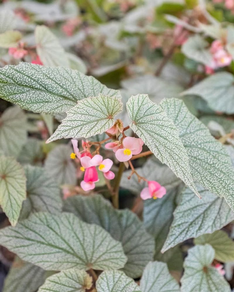 Begonia ‘Frosty Pink’